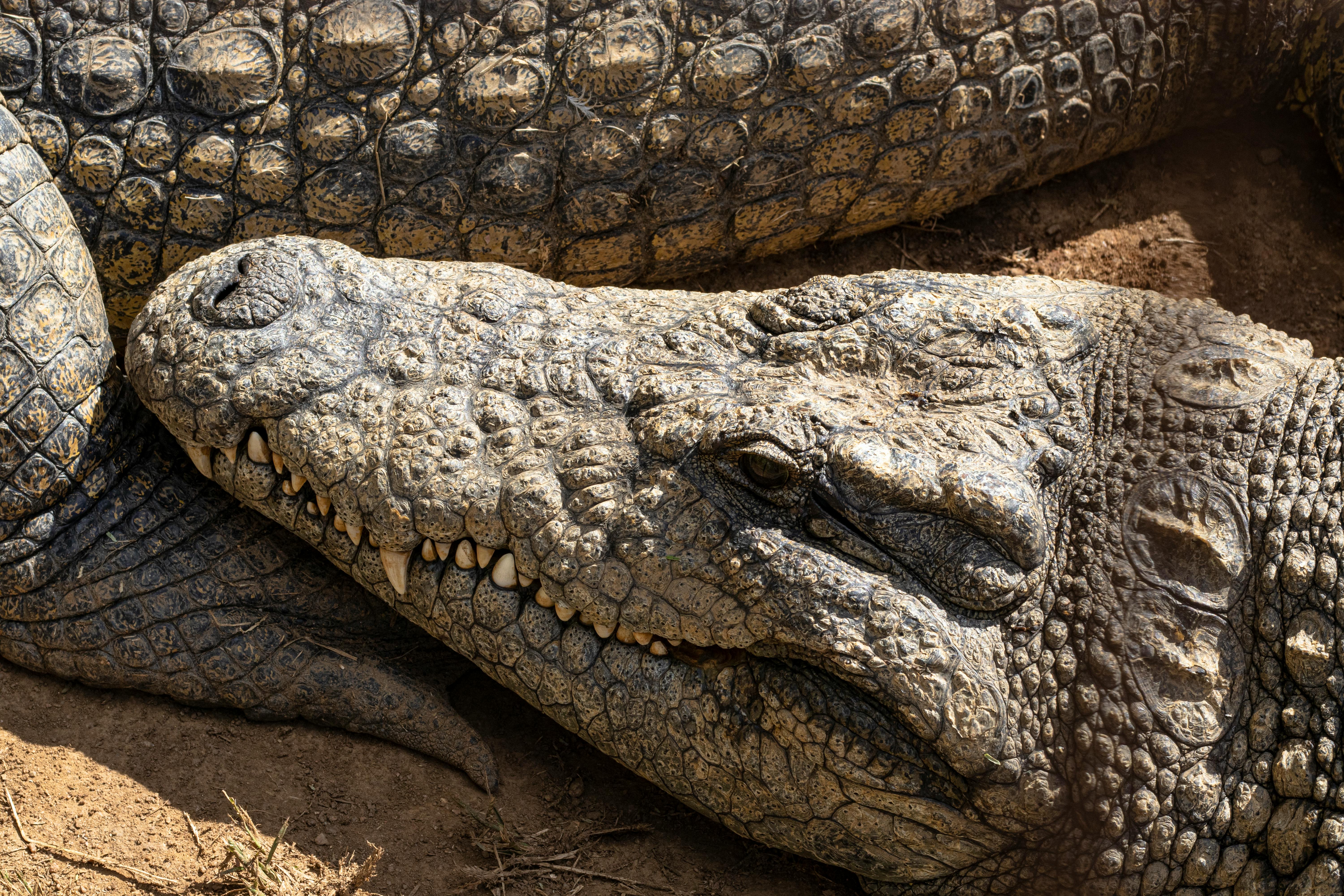Hồng Hưng Crocodile - Xưởng sản xuất đồ da cá sấu uy tín tại Việt Nam |  Updates, Photos, Videos