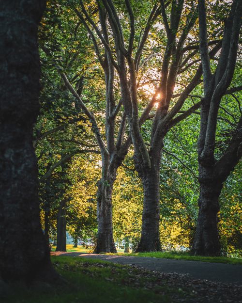 Free Serene park path lined with tall trees, capturing sunlight filtering through leaves, perfect for relaxation and tranquility. Stock Photo