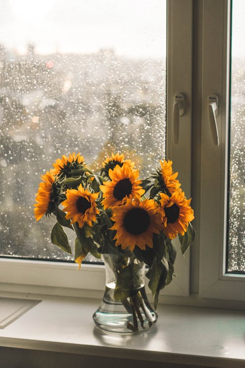 Gele Zonnebloemen In Helderglazen Vaas