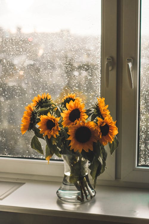 Tournesols Jaunes Dans Un Vase En Verre Transparent