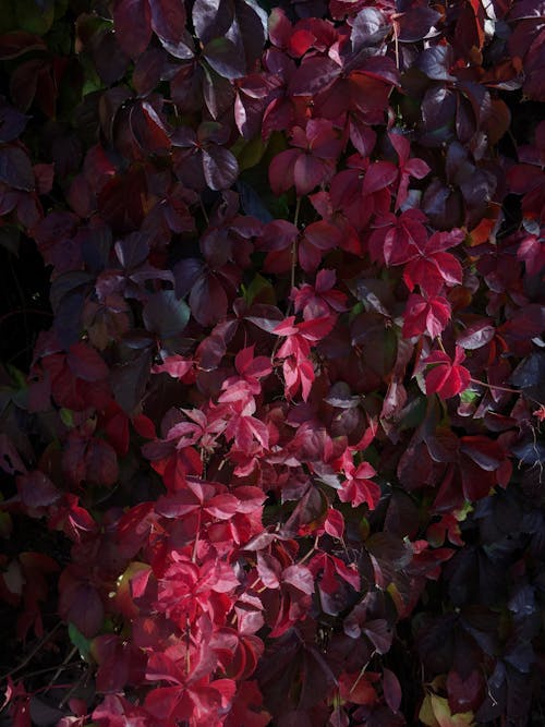 Бесплатное стоковое фото с вертикальный выстрел, вьющееся растение, красные листья