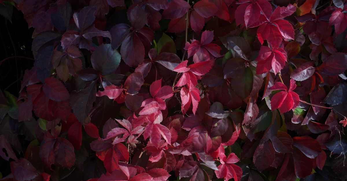 Red Ivy Color Close-up of Red Ivy in Autumn · Free Stock Photo