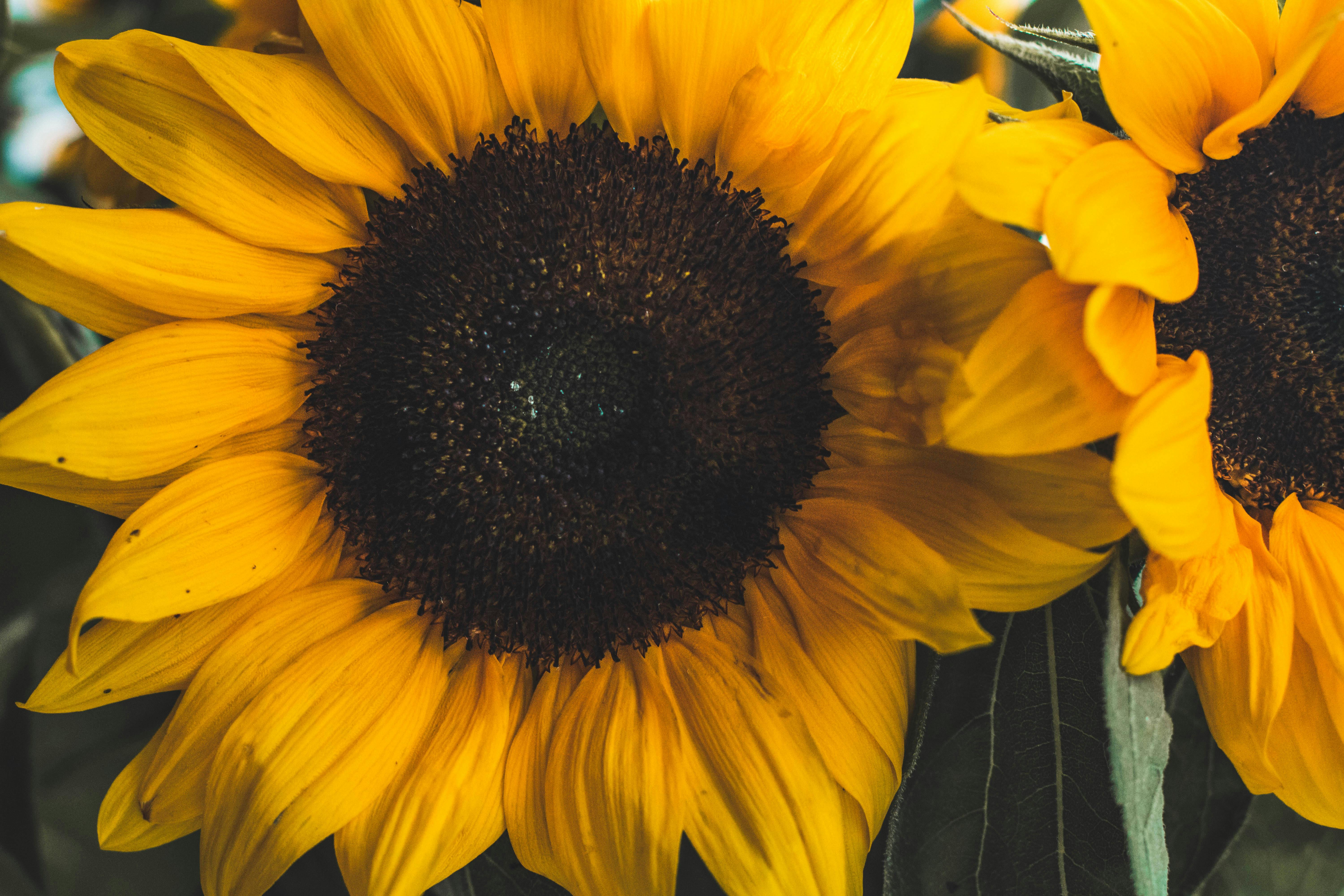 Nahaufnahmefoto Der Sonnenblume · Kostenloses Stock-Foto