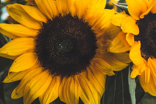 Gratis Foto Close Up Bunga Matahari Foto Stok