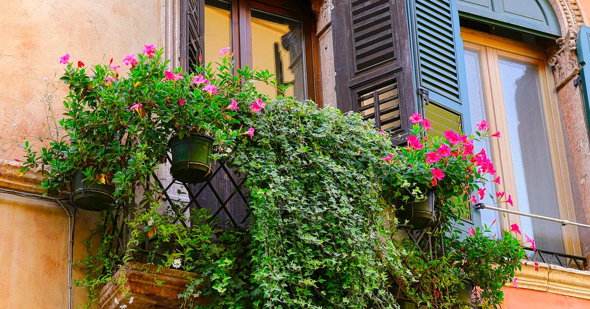 Balcony garden pest control β step-by-step visual example