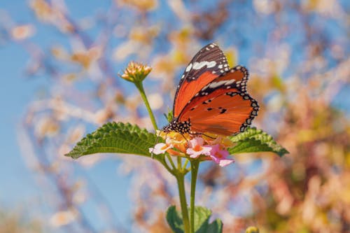 Close Up Photo of Butterfly on Flowers