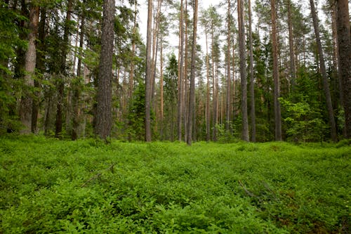 Gratis stockfoto met Bos, bosgebied, bossen