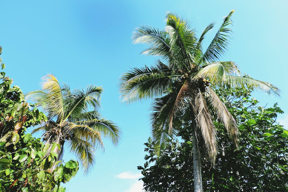 코코넛 나무의 낮은 각도 사진
