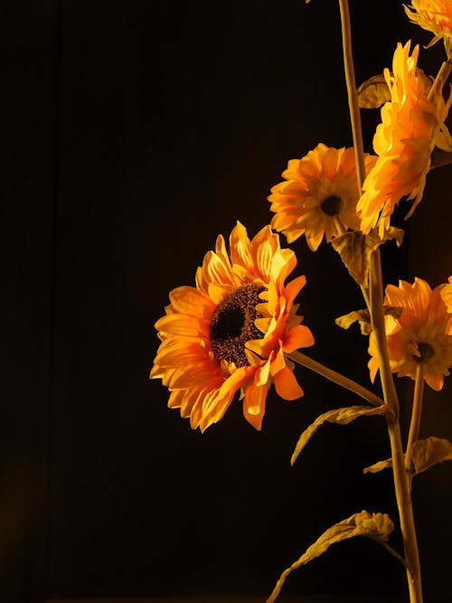 ayçiçekleri, bitki örtüsü, çiçek içeren Ücretsiz stok fotoğraf