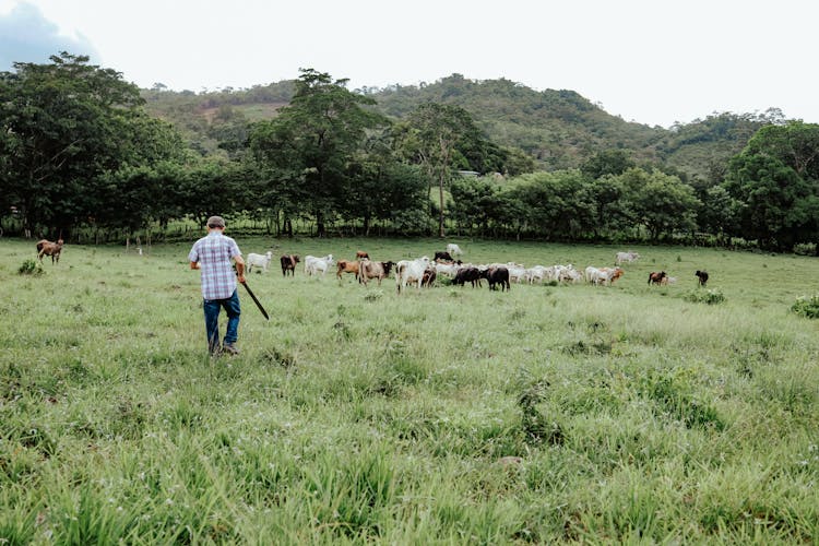 Farmer And Cows On Pasture