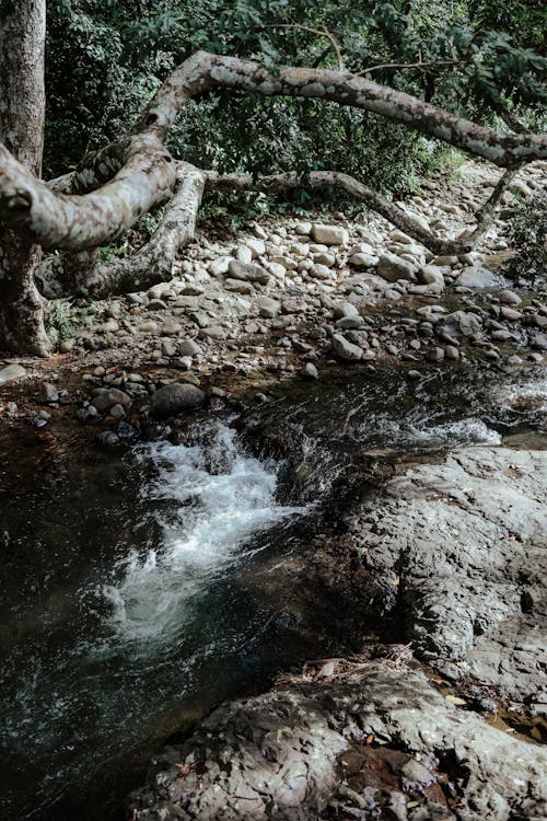 ağaçlar, akarsu, dikey atış içeren Ücretsiz stok fotoğraf