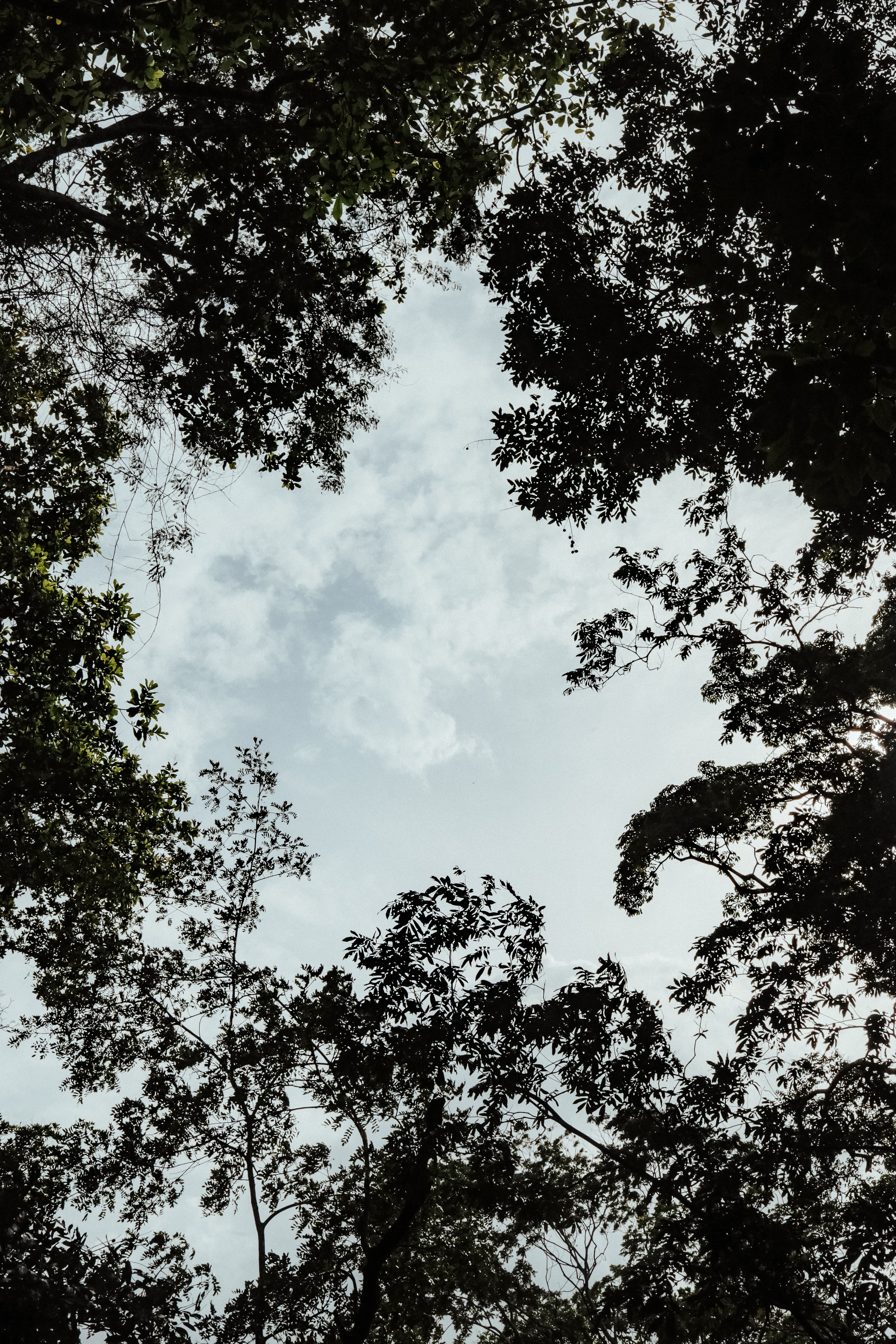 Green Trees Under Cloudy Sky · Free Stock Photo
