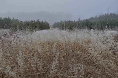 Dry Foggy Field 