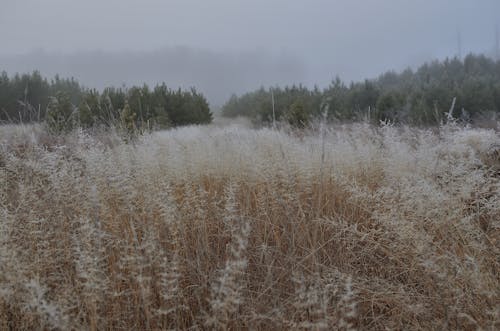 Foto profissional grátis de área, com frio, declínio