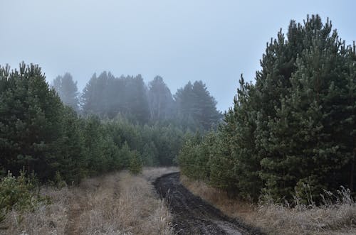 Countryside Path at Dusk