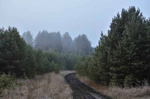 A foggy forest path disappearing into mist — photo by Aleksandr Gorlov on Pexels