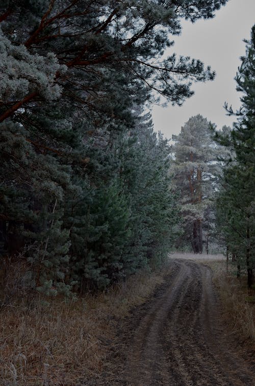 Photo of Dirt Road surrounded by Trees