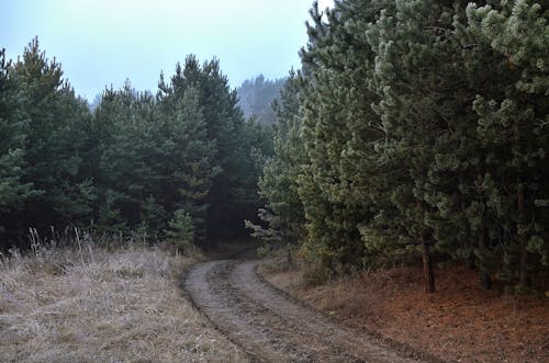 Path in a Forest in Fall