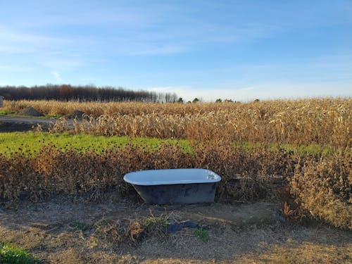 Free bathtub in a field  Stock Photo