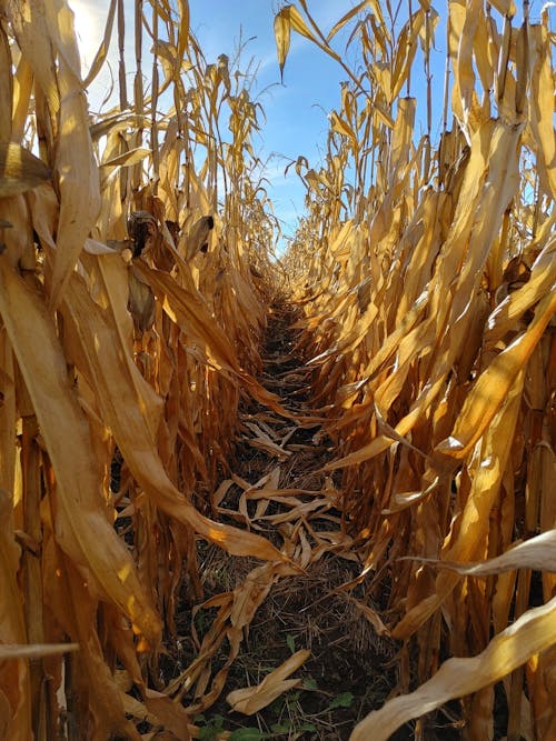Free corn path Stock Photo