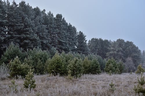 Gratis arkivbilde med eviggrønn, frosset, frost