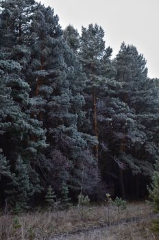 Tranquil view of a dense pine forest with lush greenery, perfect for nature lovers.