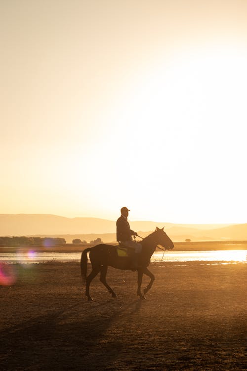 Gratuit Photos gratuites de cavalier, cheval, coucher de soleil doré Photos