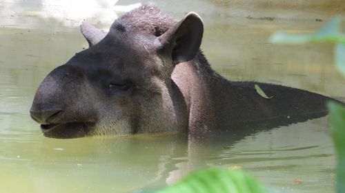Free A close-up shot of a tapir partially submerged in water, showcasing its unique features. Stock Photo
