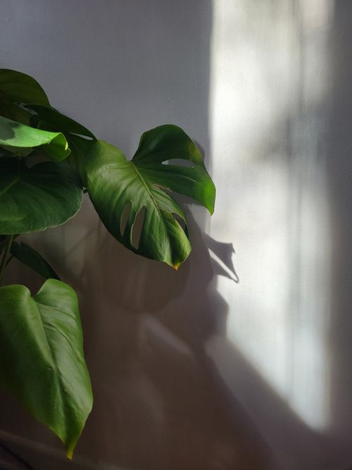 Free A close-up of a sunlit Monstera leaf casting a shadow on a white wall. Stock Photo