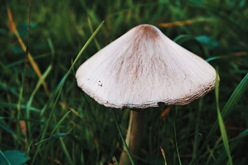 Free stock photo of green, mushroom, nature