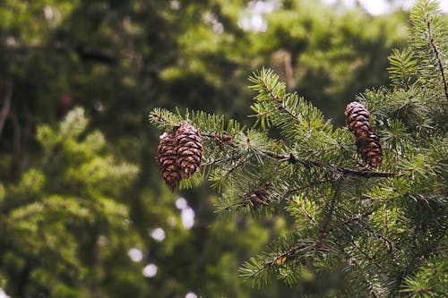 Free stock photo of firs, green, pinecone