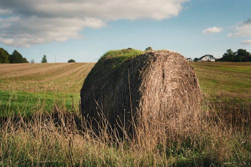 Free stock photo of hay, nature, nature wallpaper