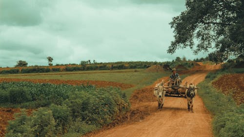 Farmer Riding a Carriage Pulled by Cows