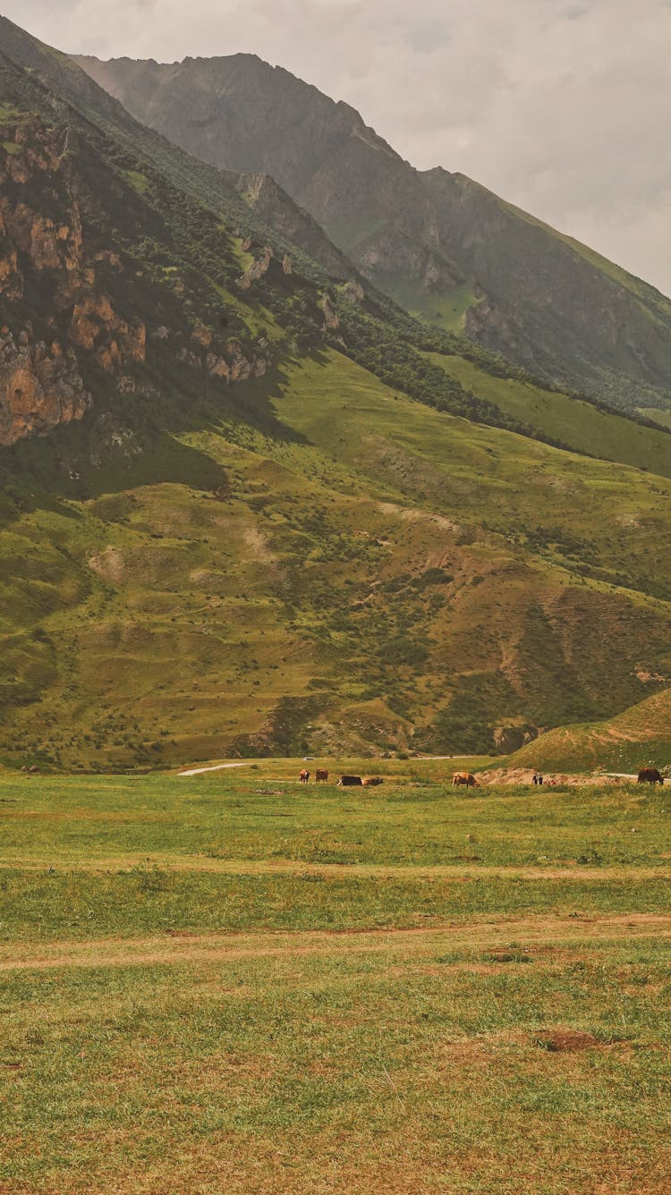 Meadow In Mountain Valley