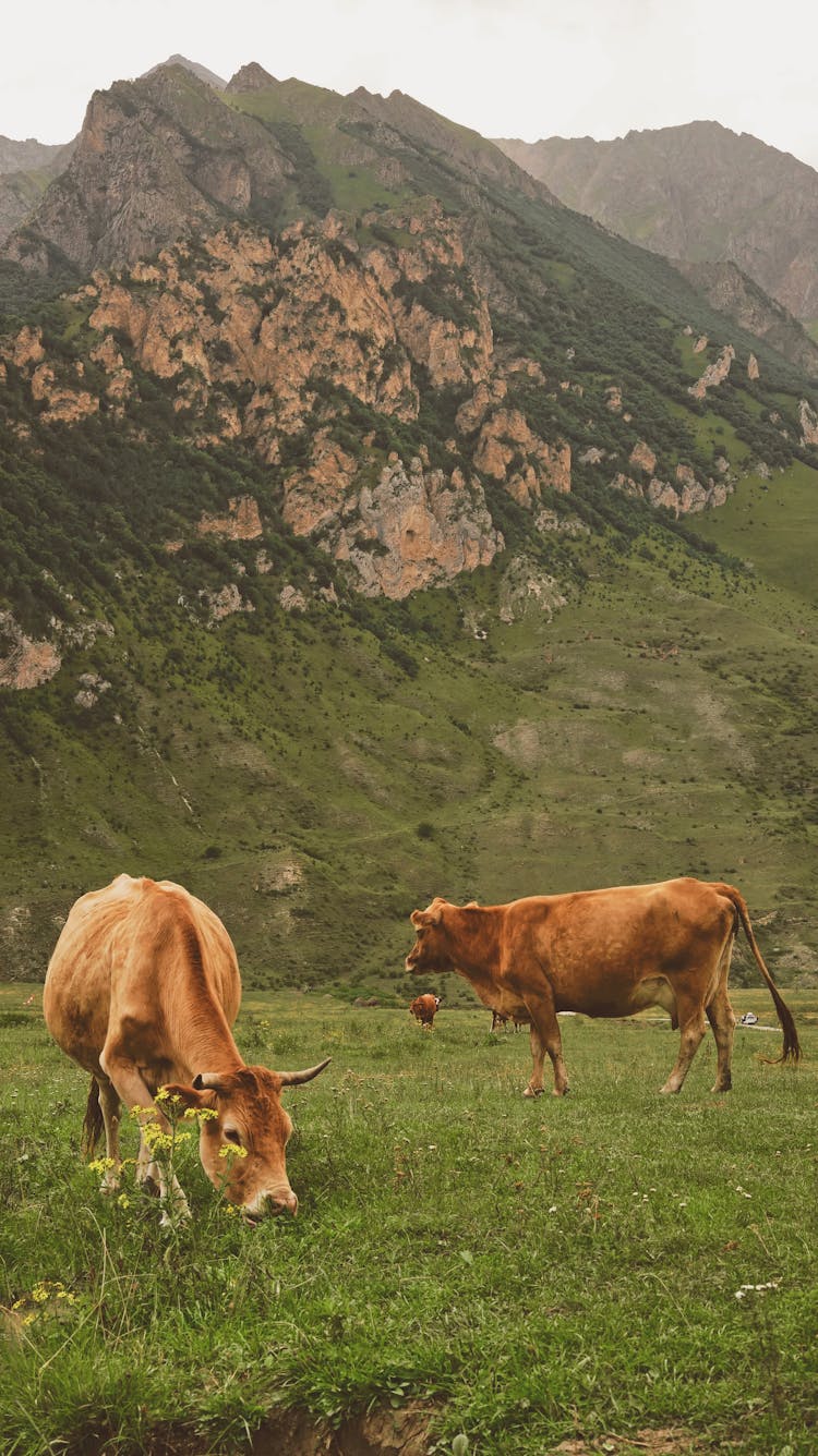 Cattle Grazing On A Mountain Pasture 