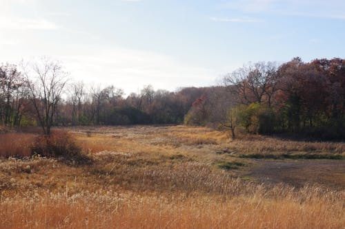 Landscape of a Dry Field and Leafless Trees in Autumn 