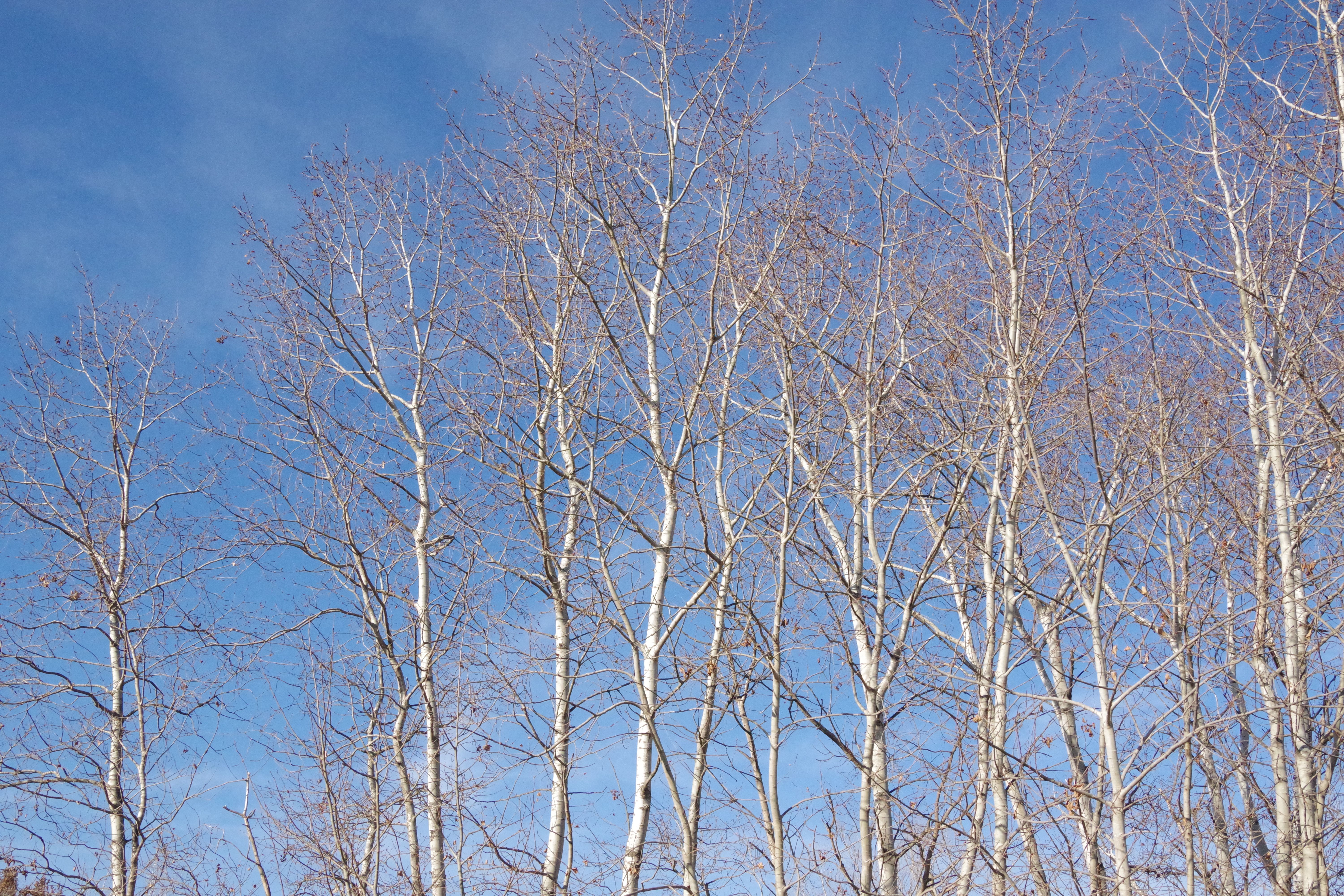 Photo of Bare Trees under Blue Sky · Free Stock Photo