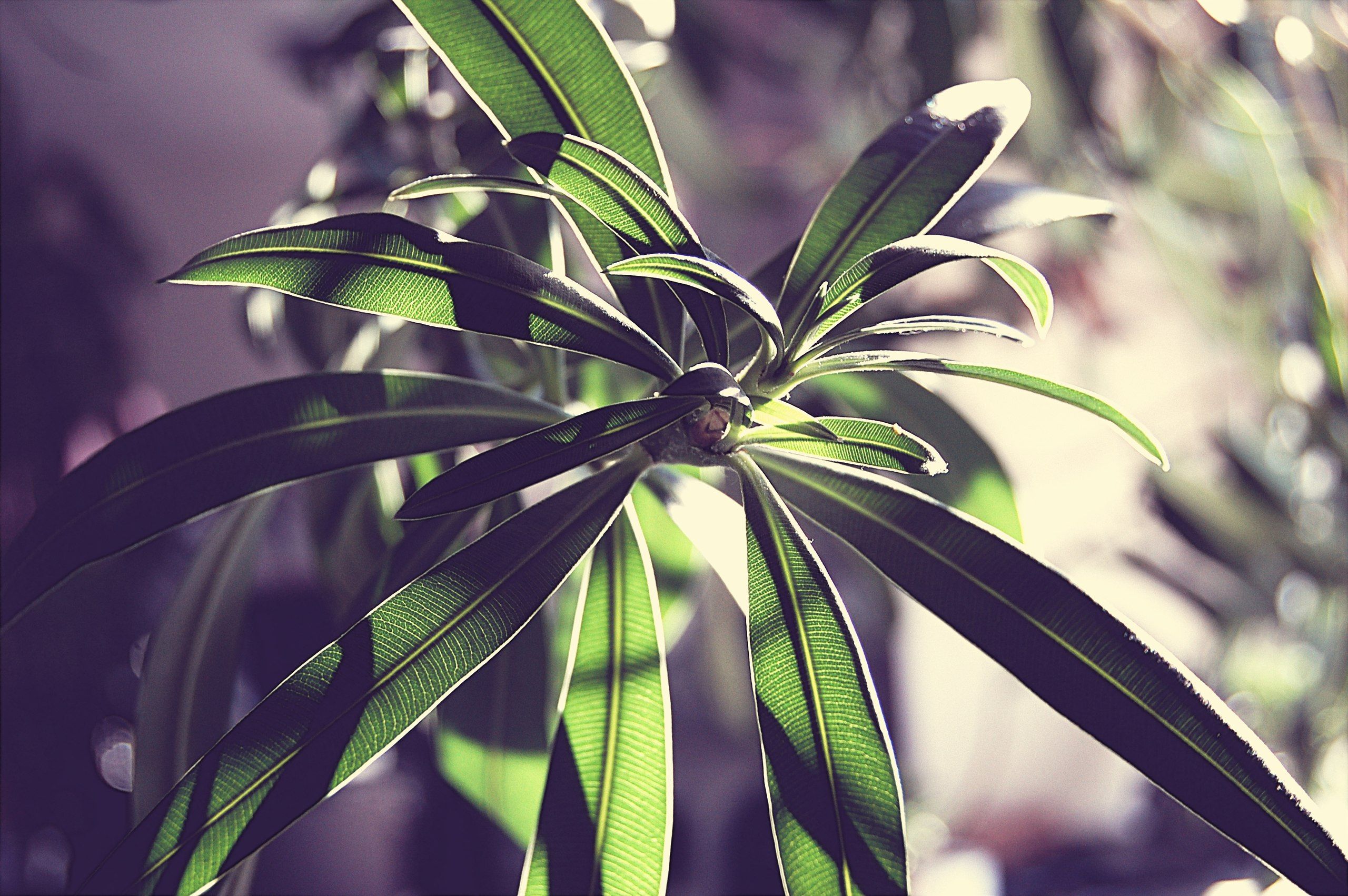 Plantes d'intérieur feuilles molles : comment sauver votre petit jardin maison du flétrissement