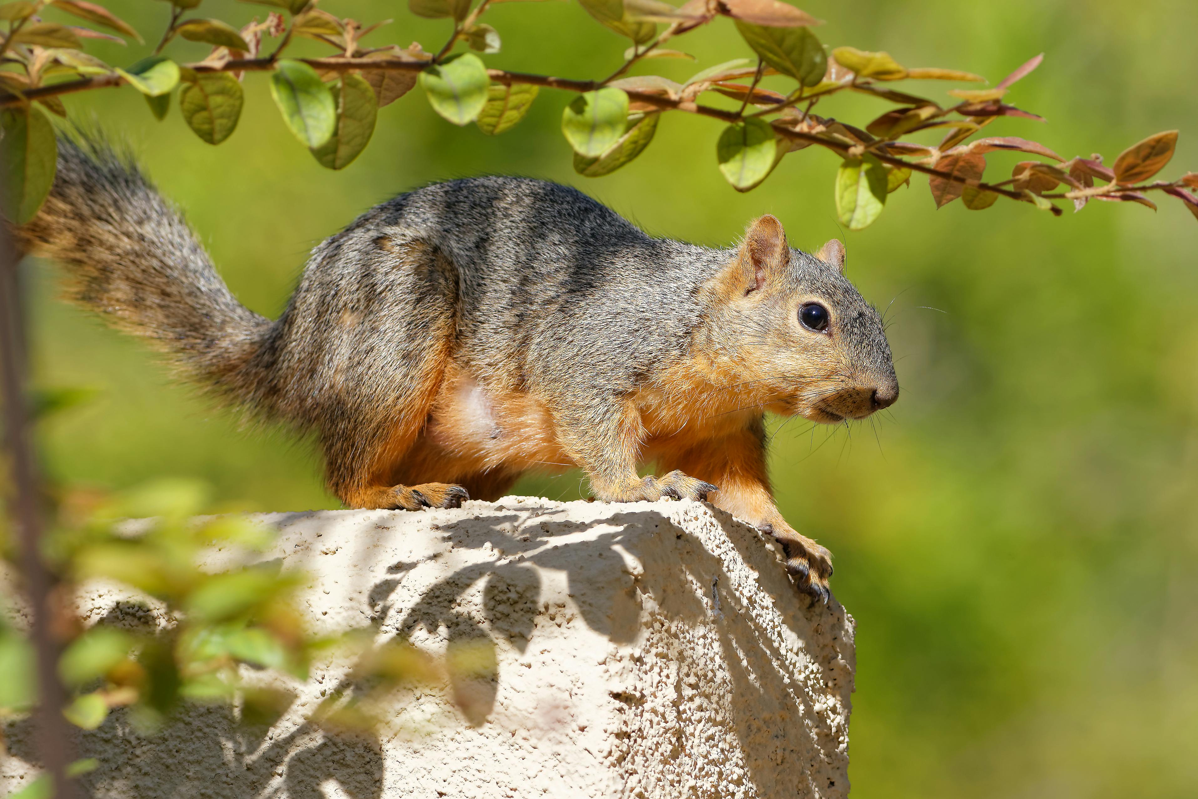 Spuren von östlichen Fuchs  und Eichhörnchen