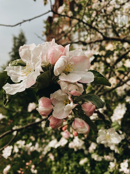 Close-up of Apple Blossom 
