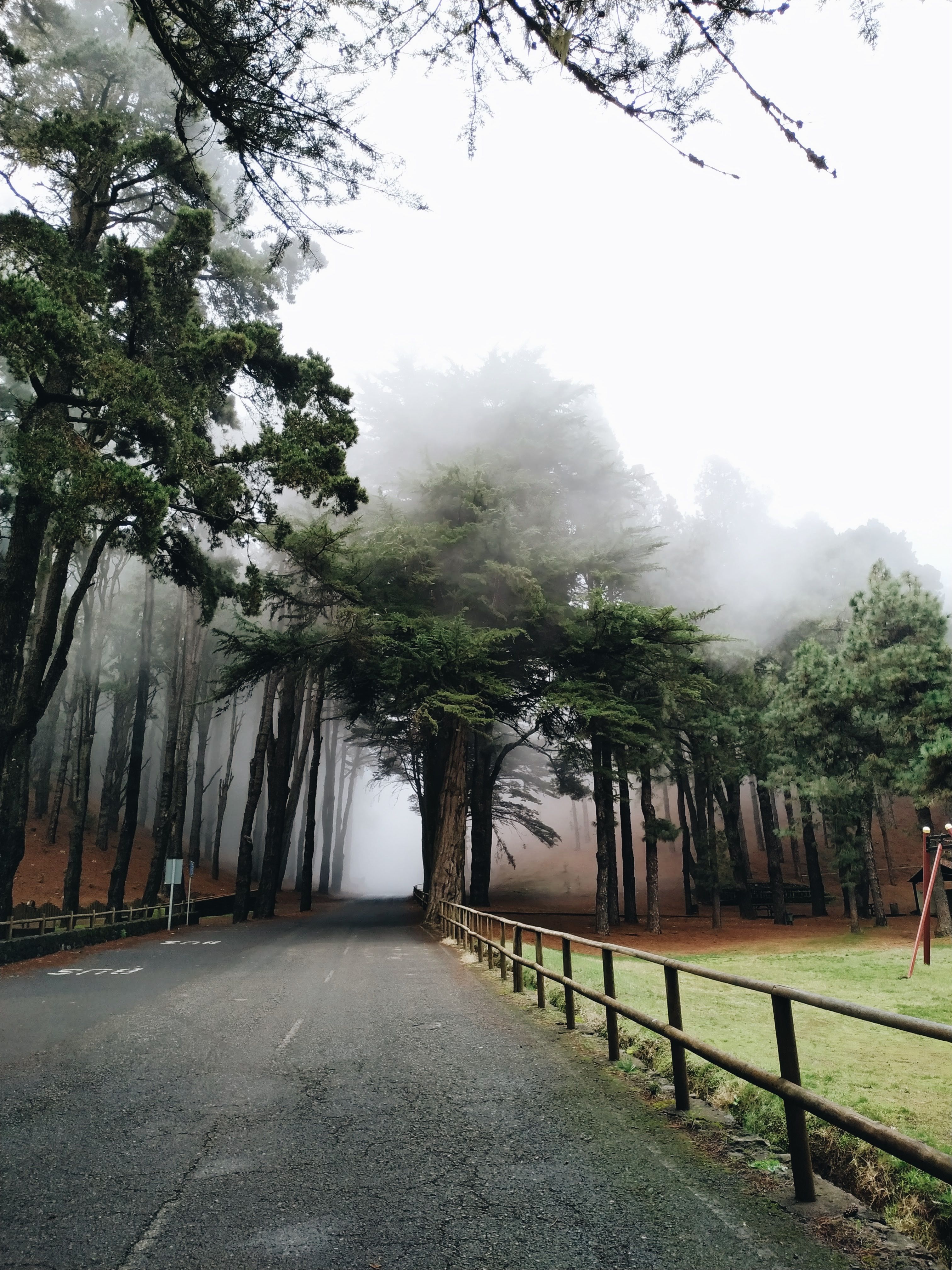Concrete Road between Green Trees in the Foggy Forest · Free Stock Photo