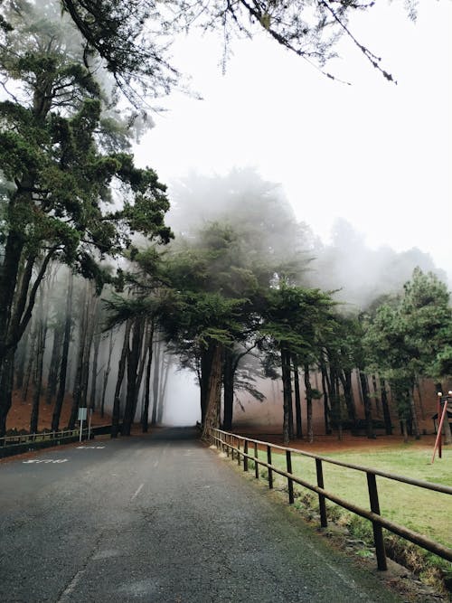 Concrete Road between Green Trees in the Foggy Forest