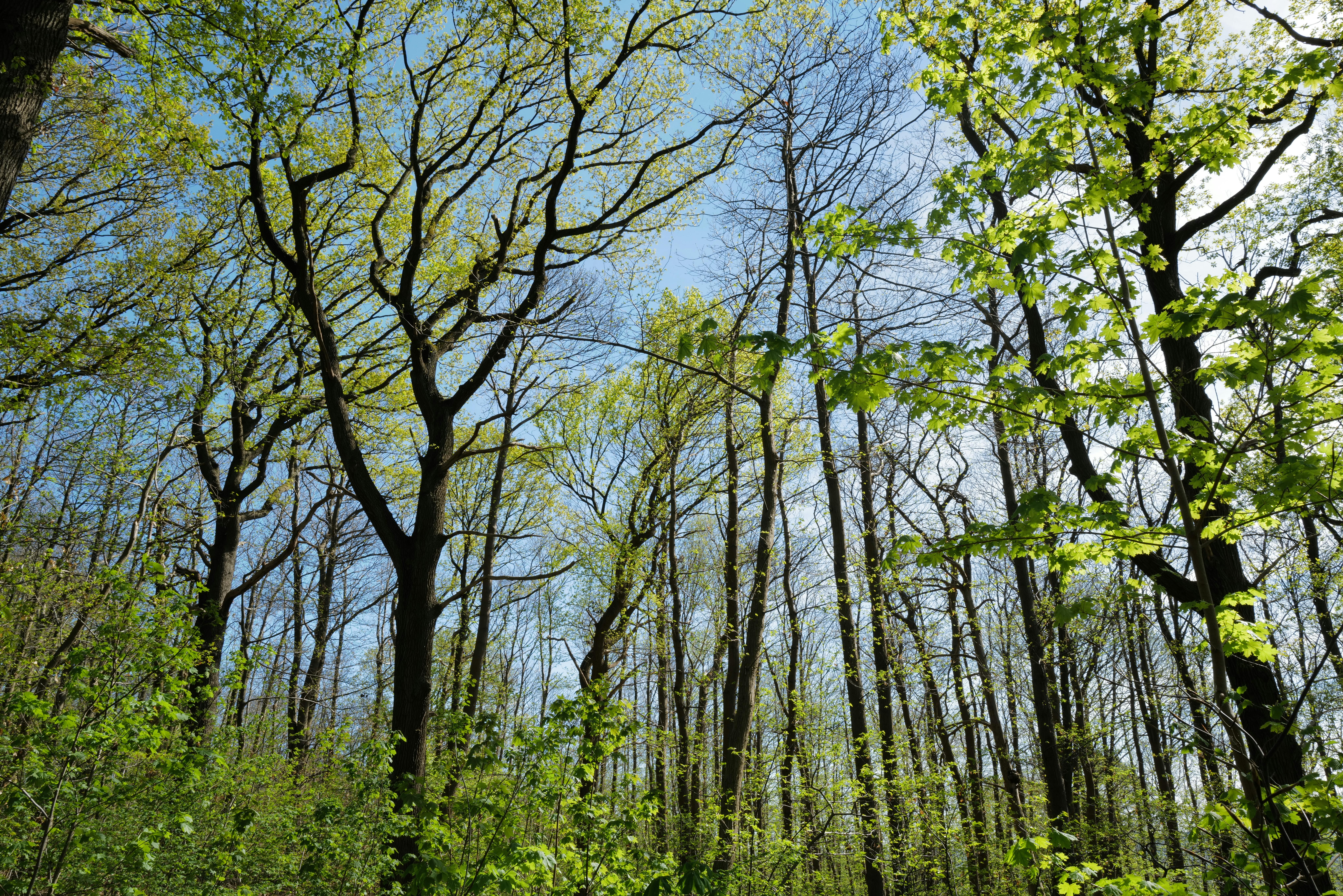 DuPage Forest Preserve executive director leaving for city manager job in Florida — Photo by Thierry Martine on Pexels