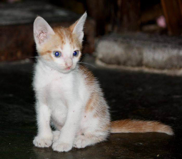 Gentle kitten keeping a senior company