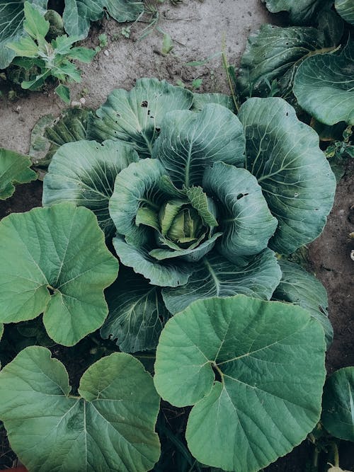 Leaves of Cabbage on Field
