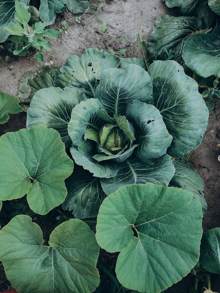 Leaves Of Cabbage On Field