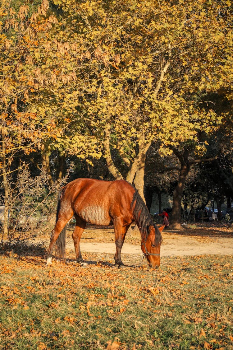 Photo Of Horse Eating Grass