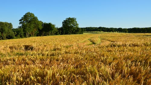 Field of Crops in Summer