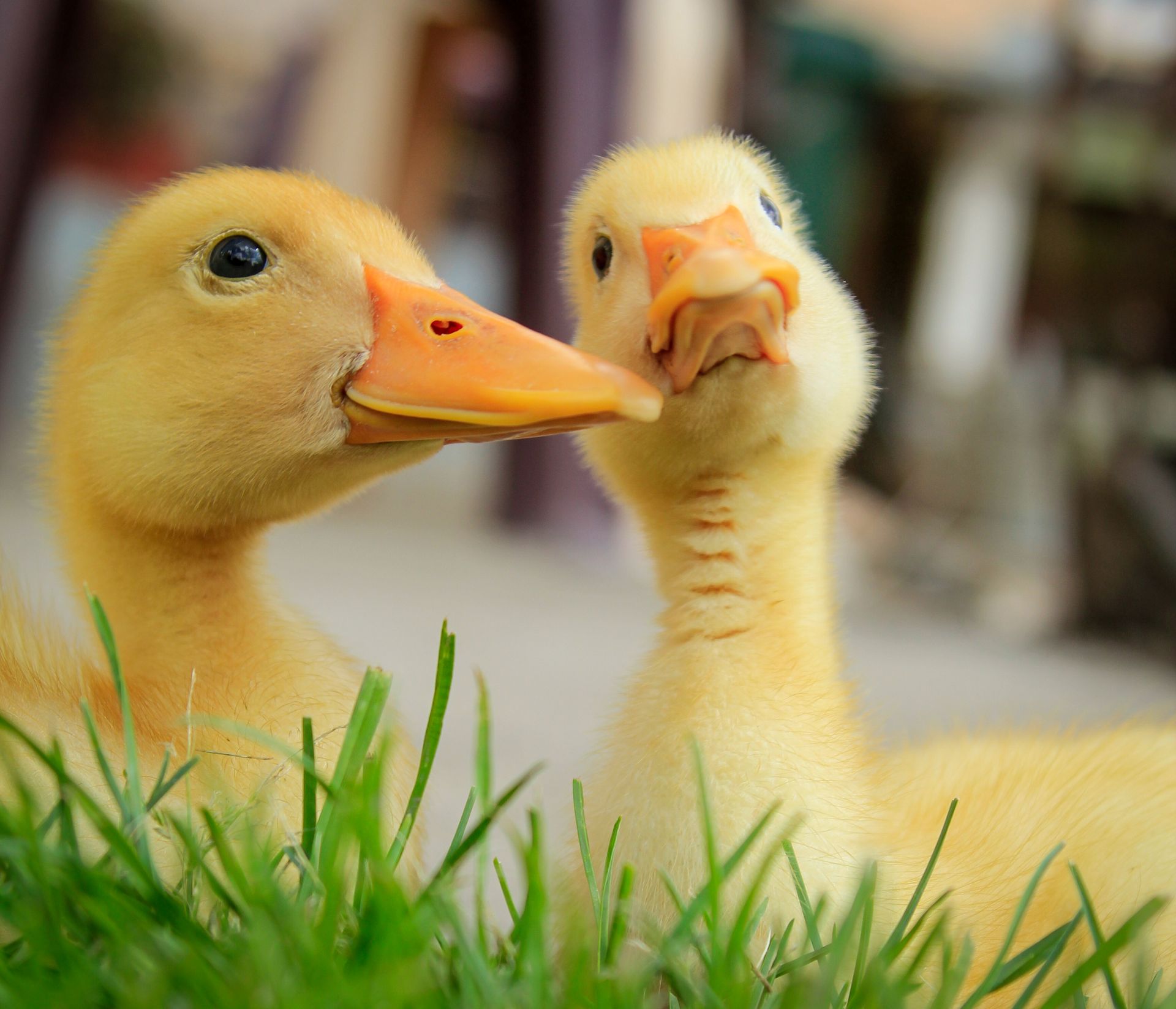Two charming ducklings with soft yellow feathers perched in green grass, highlighting nature's beauty.