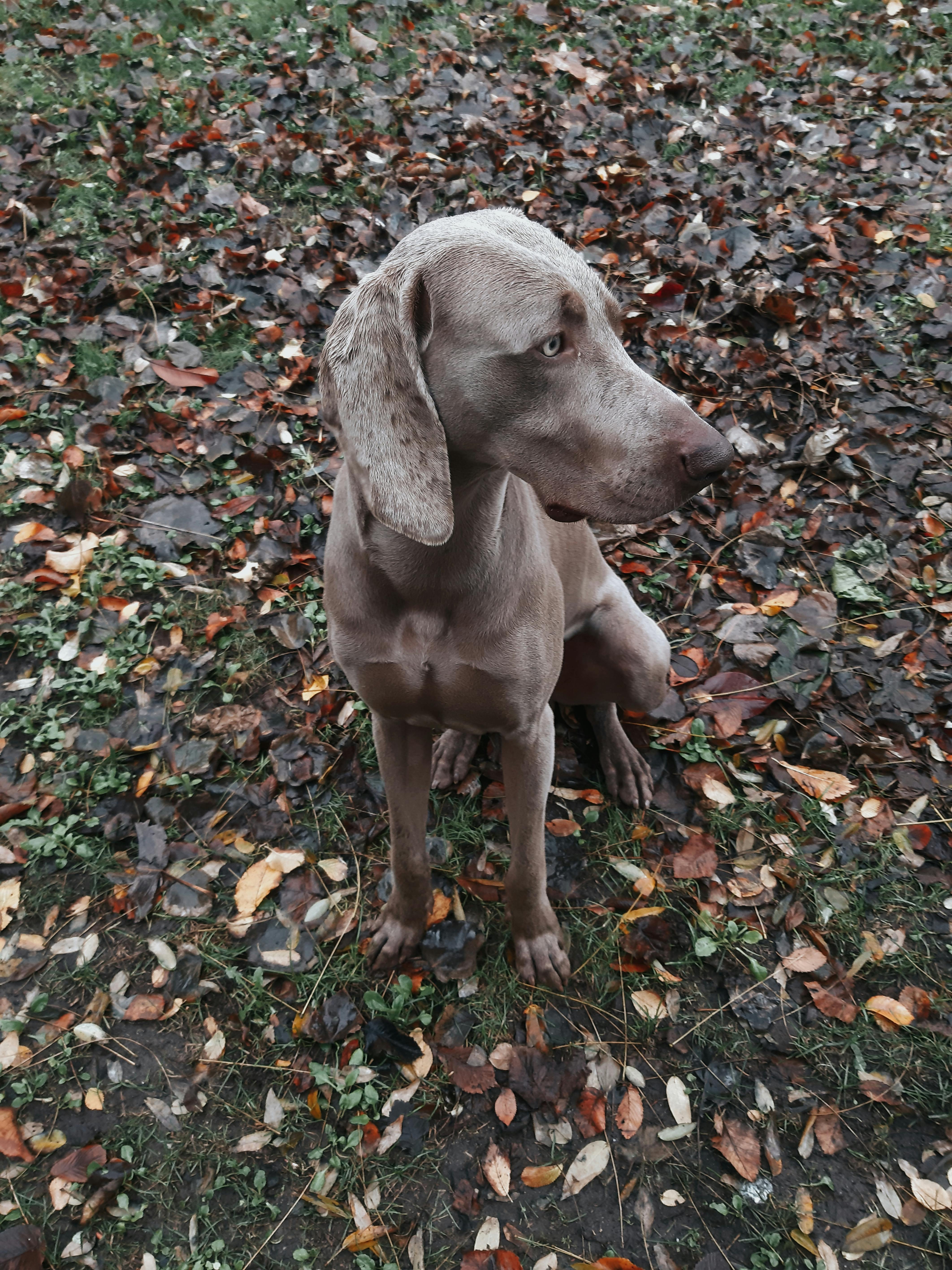 Discover The Facts About Your Overweight Dog